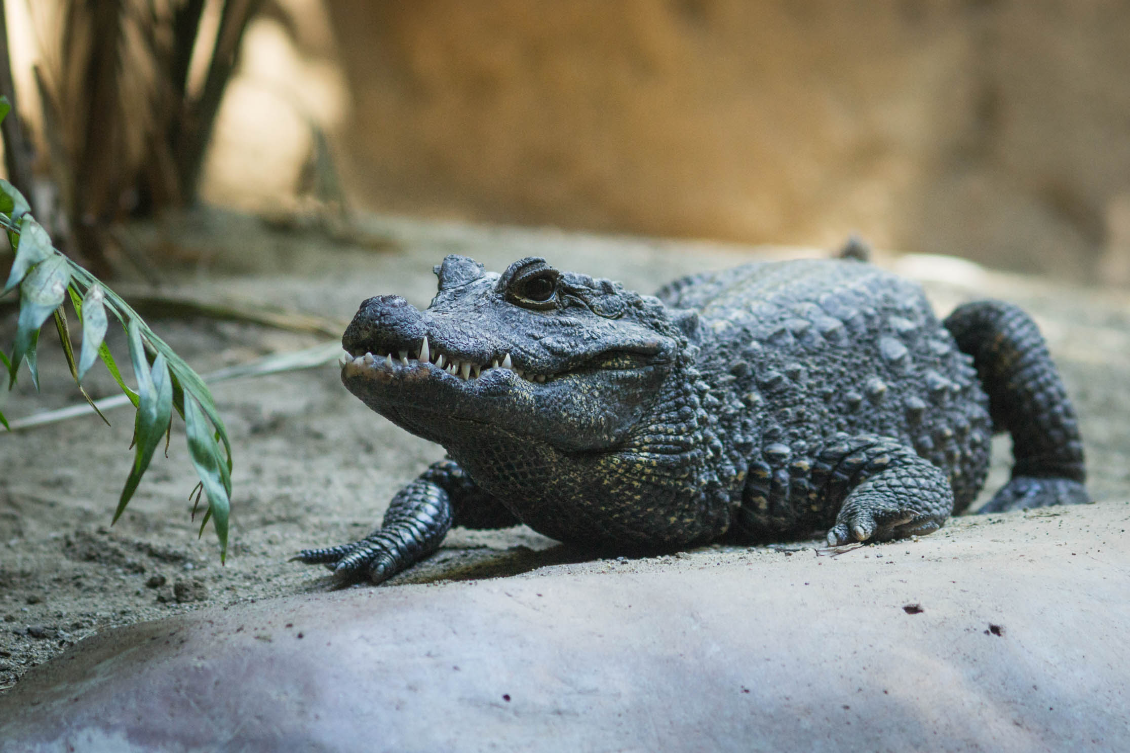 Un crocodile immobile observe toujours quelque chose ...