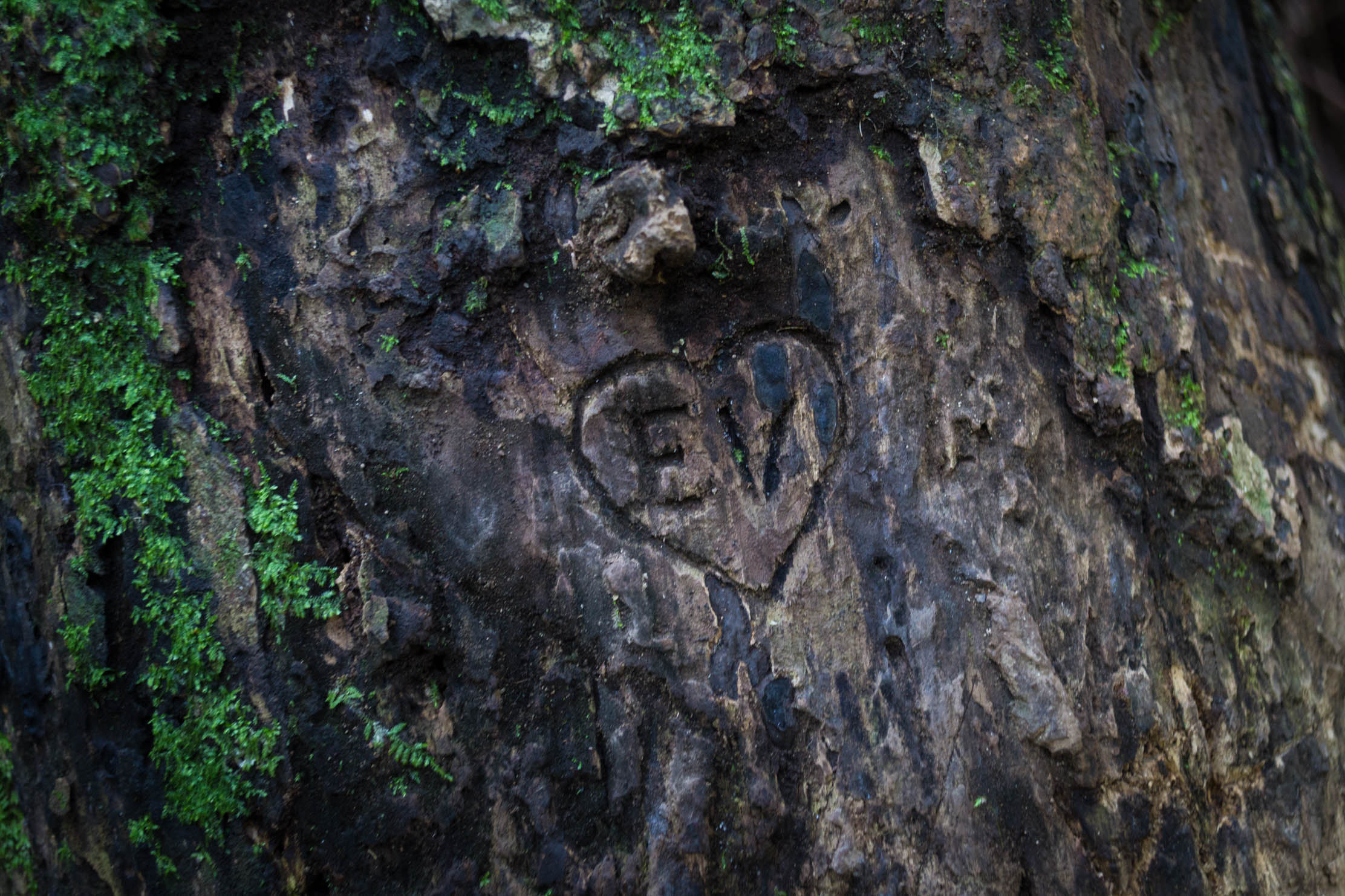 L'amour gravé dans le bois