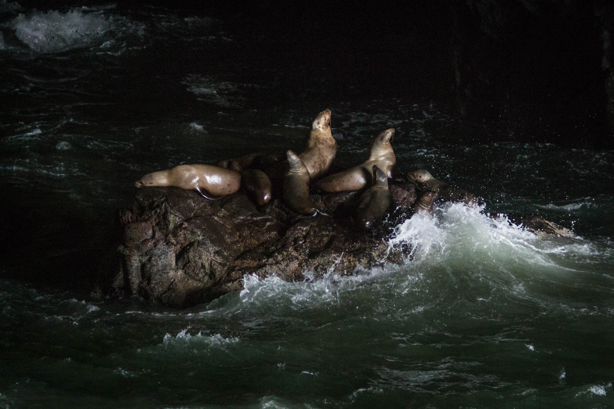 Dans la cave, les lions de mer foisonnent (200 le jour de notre visite)