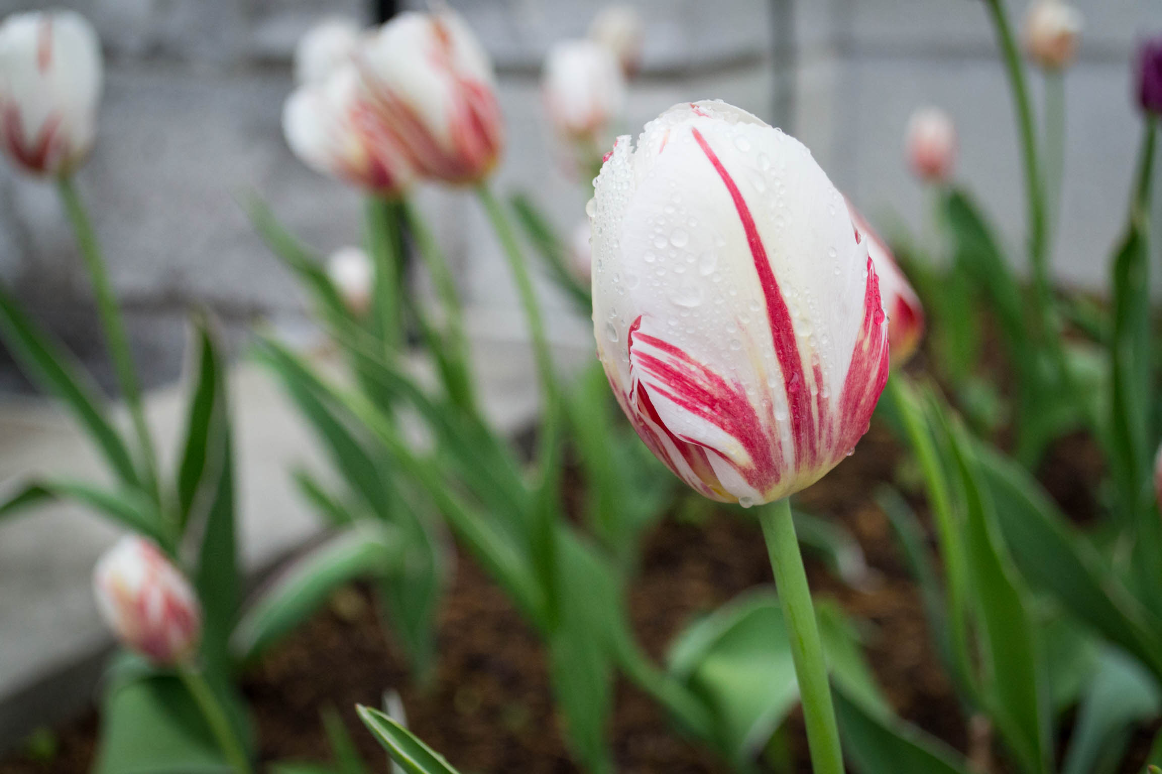 Une tulipe dont le motif est censé représenter le drapeau Canadien